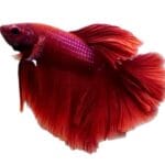 Batta Fish Red