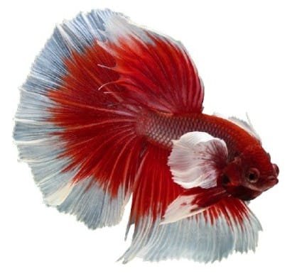 Red white Betta Fish