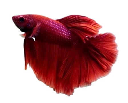 Batta Fish Red