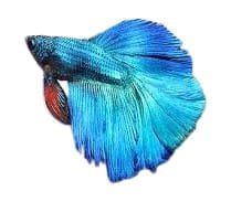 Ocean Blue Betta Fish