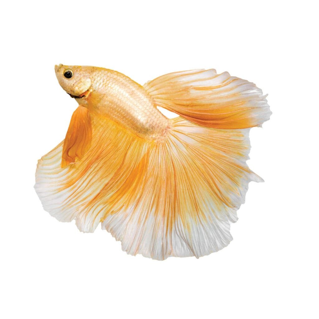 Gold Betta Fish