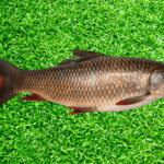 Rohu Fish