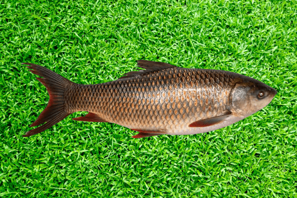 Rohu Fish