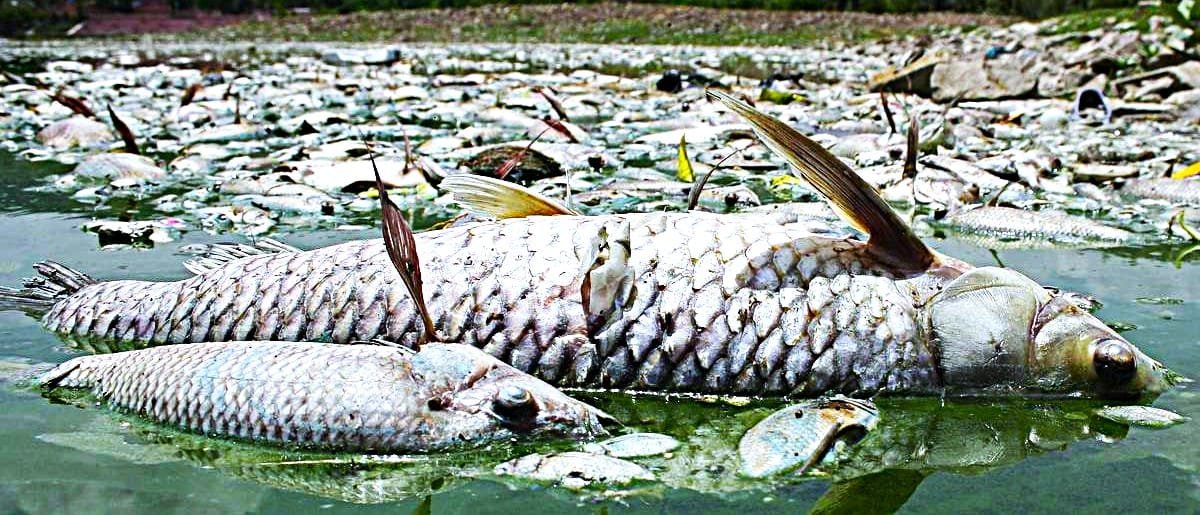 Faster Fish Growth with Wave Technology