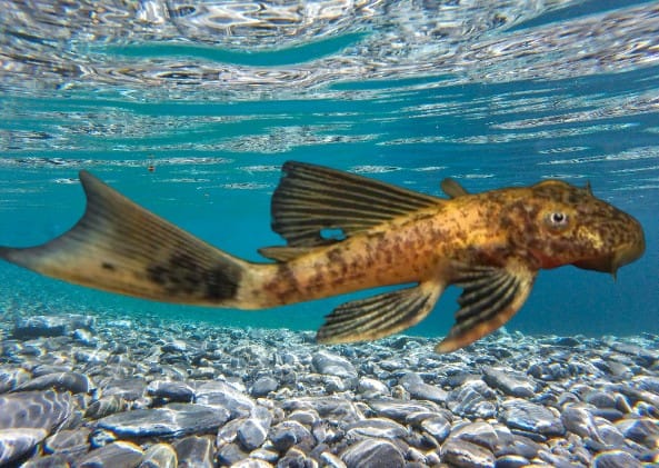 Bristlenose