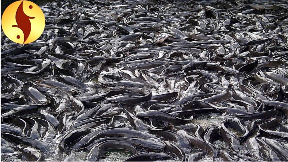 Catfish framing