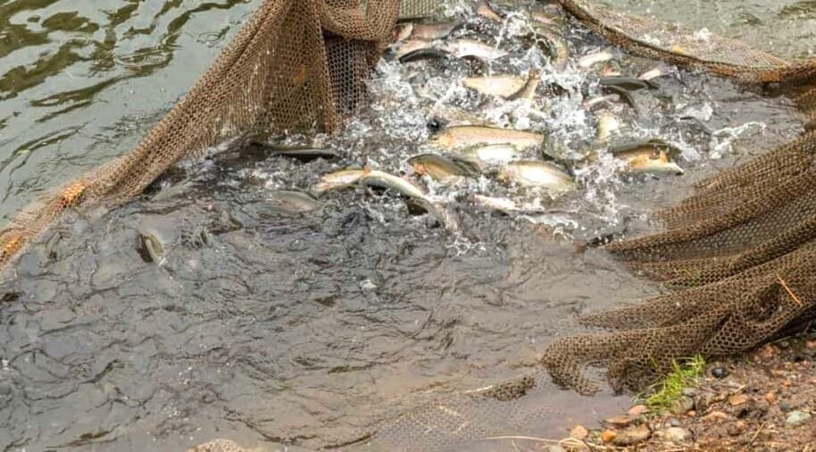 Catla Fish Farming
