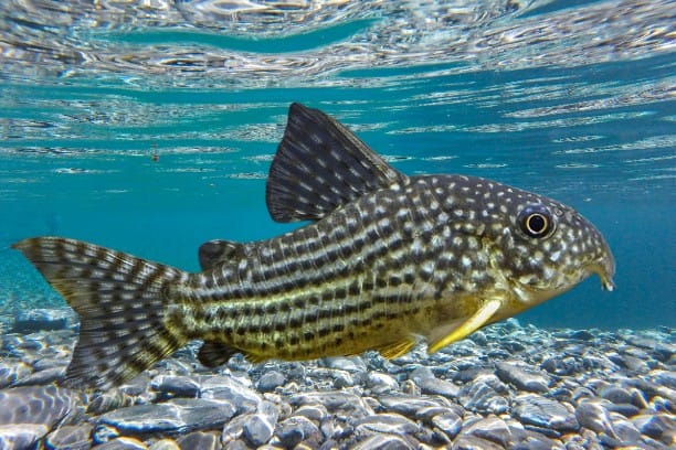 Corydoras Catfish