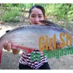 Pangasius Fish