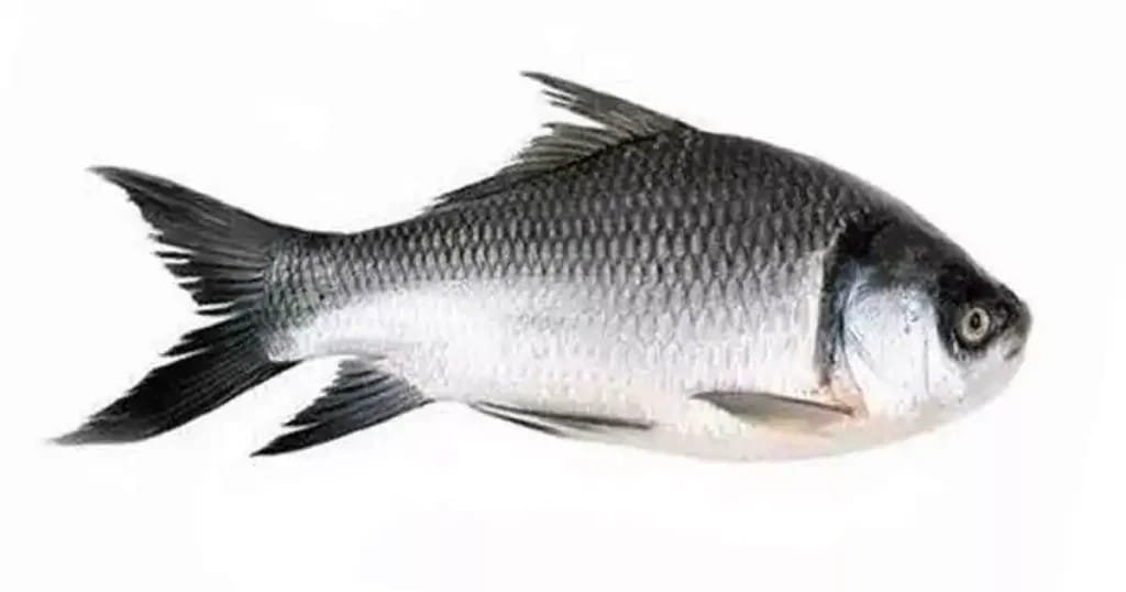 Catla Fish