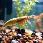 Prawn