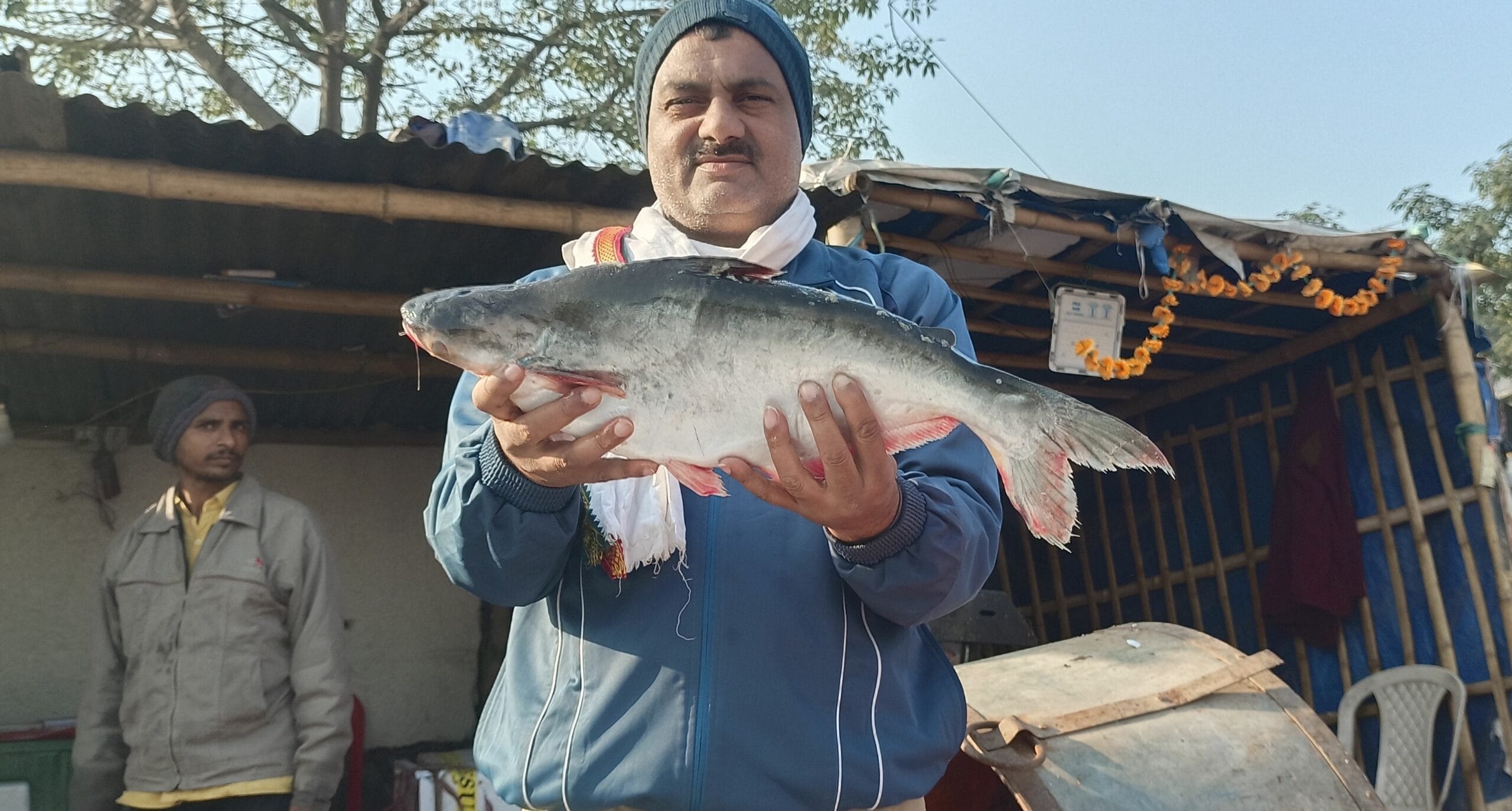 Pangasius Fish