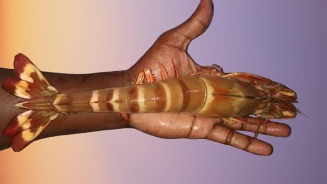 Big Size Prawn