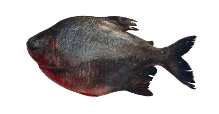 Rupchanda Fish