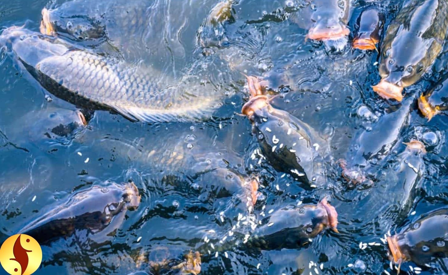 Tilapia Fish Farming