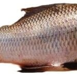 Catla Fish