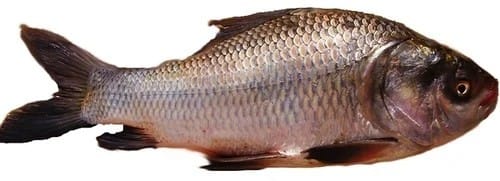 Catla Fish