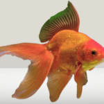 Goldfish