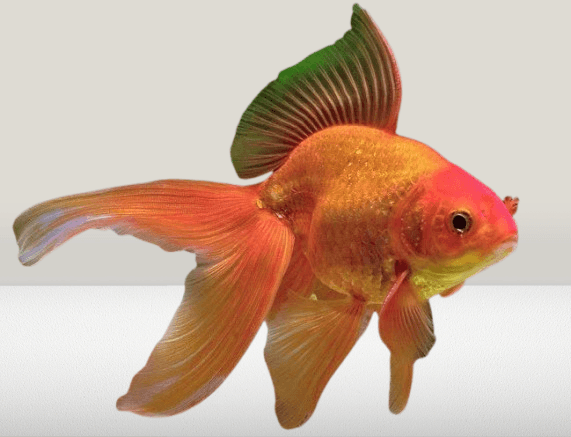 Goldfish