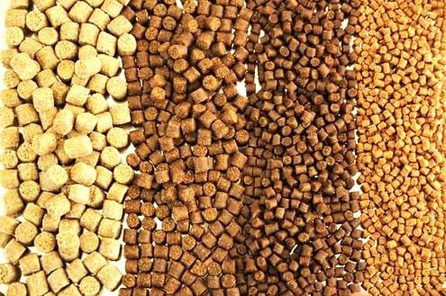 Make Organic Fish Feed at Home