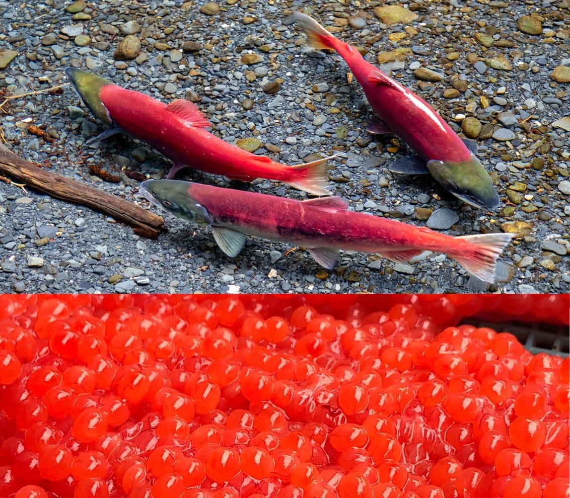 Close-up of salmon eggs in an incubation tank