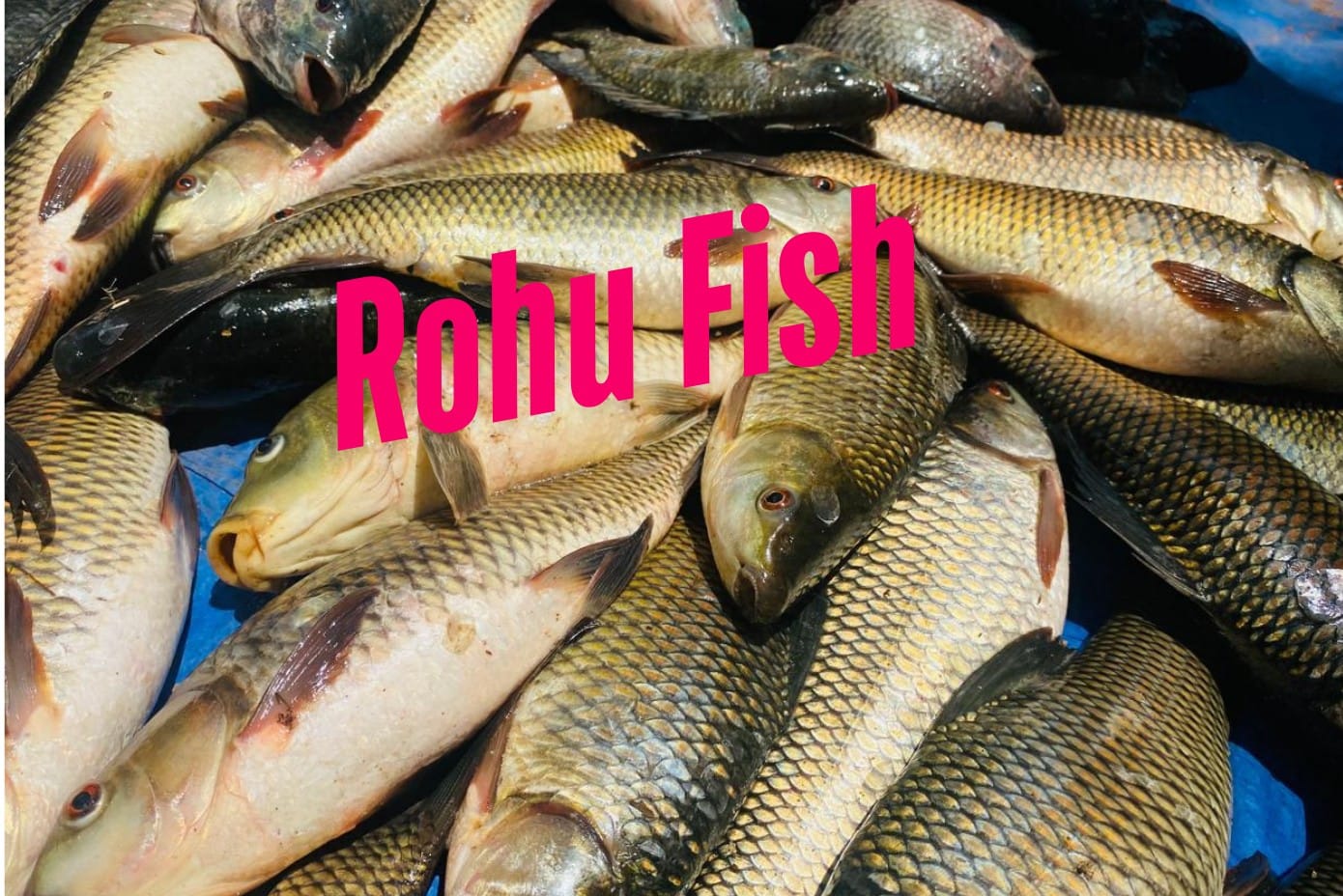 Dive Into Rohu Farming