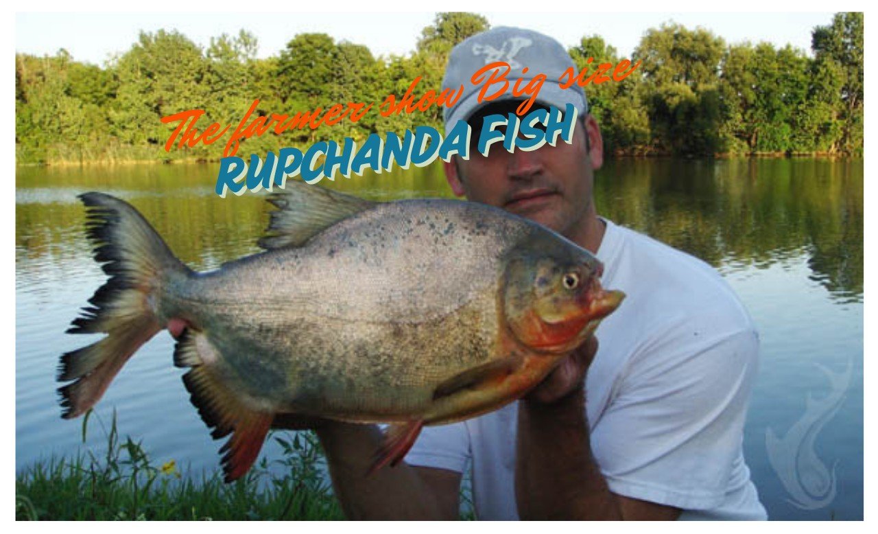 Fish collagen