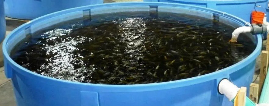 Fish Tank